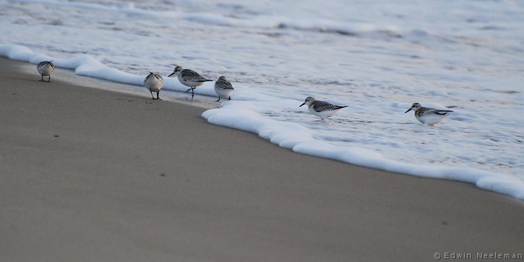 ENE-20080905-0074.jpg - [nl] Drieteenstrandlopers ( Calidris alba  ) | Sandbanks Provincial Park, Burgeo, Newfoundland, Canada[en] Sanderling ( Calidris alba  ) | Sandbanks Provincial Park, Burgeo, Newfoundland, Canada